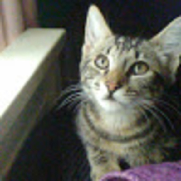 Meet your Posher, Ashlynn - Picture 1 of 1